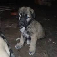 سگ سراب