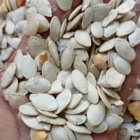 تخم کدو صدفی تازه امساله