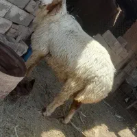 قوچ درجه یک فحل
