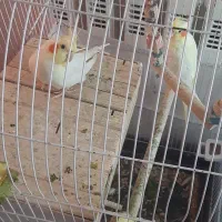 عروس هلندی
