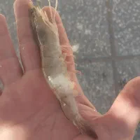 میگو دریایی صورتی