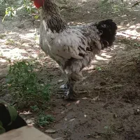 خروس برهما