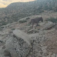 خر ماده عشایری