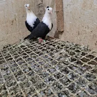 کربلایی کاکولی کارل  سبزدمسفید