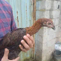 یک جفت جوجه لاری مرغ و خروس