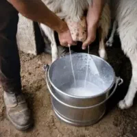 شیر بز