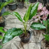 دکتور گل گیاه درخدمت هستم ۲۴ساعته