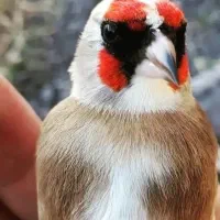 سهره نر