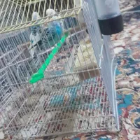 مرغ عشق جفت