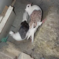 کبوتر