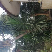 درخت یوکا