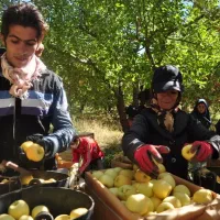 کارگر میوه چینی،انگورو گوجه و...