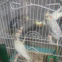 شیش عدد عروس هلندی سالم سرحال برای فروش