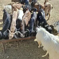 20 راس کهره نر چاق مخصوص قصابی خرج خورده