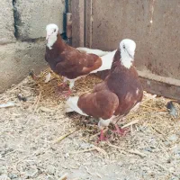 کبوترای خاص ابلاغ شازده طوقی سیاه آبادان ترکیه