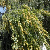 نهال کنار جهرمی