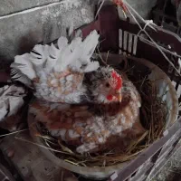 مرغ کرچ پاکوتا
