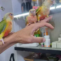 گرینچک رام وچلوندی