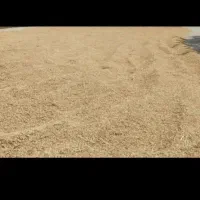 سلام مقدار۳۰۰کیلوبرنج شمیم بودار