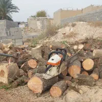 قطع درخت وحرص