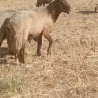 قوچ تخمی