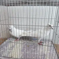 کبوتر بلند پرواز