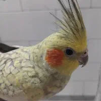 عروس هلندی نر و ماده مولد