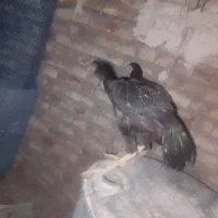 جوجه