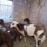 یک راس قوچ فروشی