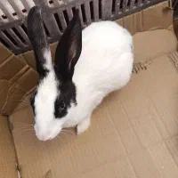 خرگوش