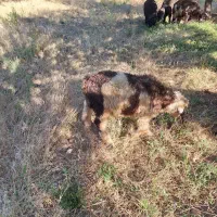 بره نر