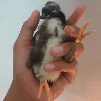 جوجه مفت و ارزان