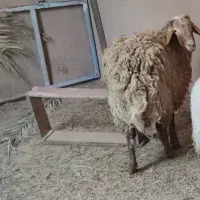 چهار عدد میش اوست بایه بره و شیشک افشاری