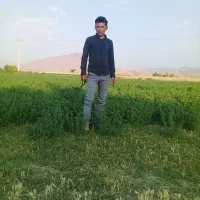 کاه یونجه وکاه گندم خوشه