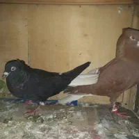کبوتر یا کفتر