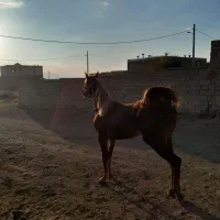 اسب عرب مادیان