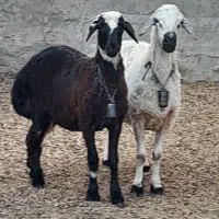بره نر وماده سبک