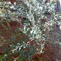 نهال|گل و گیاه طبیعی|دماوند, دماوند|دیوار