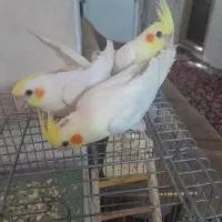 ۳ عدد عروس هلندی