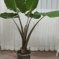 گل بابا آدم