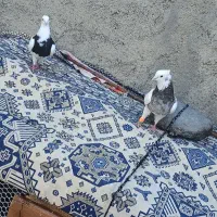 کبوتر کلفه با دوتا جوجش