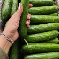 خیار محلی بدون کود