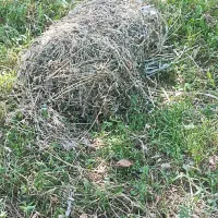 فروش یونجه