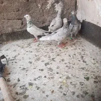 ۴ تا کفتر سار