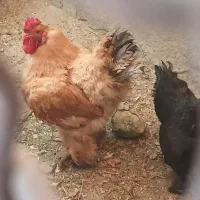 خروس برهما