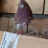 سرخ  نر