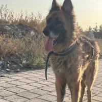 سگ ژرمن