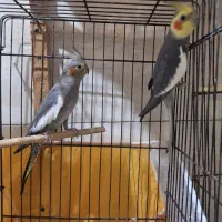 جفت عروس مولد کارداده