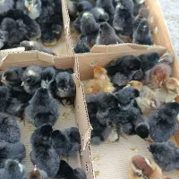 جوجه مشکی