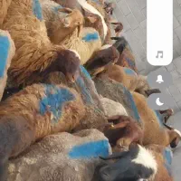 بره ماده تخمی